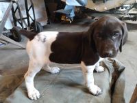 German Wirehaired Pointer Puppies for sale in Erie, PA, USA. price: $500