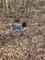 German Wirehaired Pointer Puppies for sale in Ephrata, Pennsylvania. price: NA