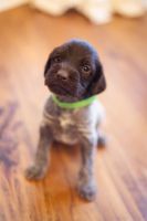 German Wirehaired Pointer Puppies for sale in Coldwater, Mississippi. price: $1,000