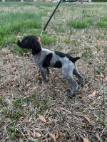 German Wirehaired Pointer Puppies for sale in Coldwater, Mississippi. price: $800