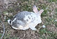 Giant Chinchilla Rabbits for sale in Louisville, Kentucky. price: $1,535