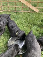 Giant Schnauzer Puppies Photos