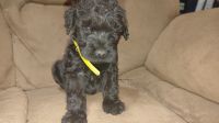 Giant Schnauzer Puppies for sale in Syracuse, IN 46567, USA. price: NA