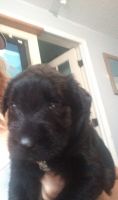 Giant Schnauzer Puppies for sale in Beaufort, NC 28516, USA. price: NA