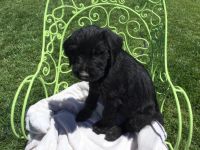 Giant Schnauzer Puppies for sale in Northern California, CA, USA. price: NA