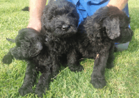 Giant Schnauzer Puppies for sale in Laredo, TX, USA. price: NA