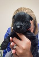 Giant Schnauzer Puppies for sale in Mt Sterling, KY 40353, USA. price: NA