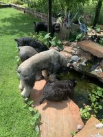 Giant Schnauzer Puppies for sale in Atoka, OK 74525, USA. price: NA