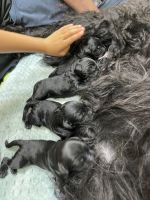 Giant Schnauzer Puppies for sale in Santa Clarita, CA 91354, USA. price: NA