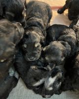 Giant Schnauzer Puppies for sale in Atoka, OK 74525, USA. price: NA