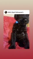 Giant Schnauzer Puppies for sale in Conley, GA 30288, USA. price: NA