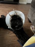 Giant Schnauzer Puppies for sale in 22631 Colonial Pkwy, Katy, TX 77449, USA. price: NA