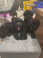 Giant Schnauzer Puppies Photos