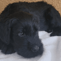 Giant Schnauzer Puppies for sale in Plant City, FL, USA. price: NA