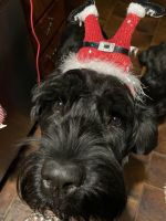 Giant Schnauzer Puppies for sale in 1755 Meadow Rd, Southampton, PA 18966, USA. price: NA