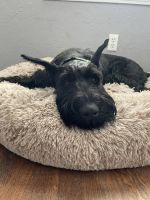 Giant Schnauzer Puppies for sale in Fort Worth, TX 76111, USA. price: NA
