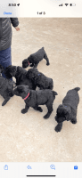 Giant Schnauzer Puppies for sale in Purcell, OK, USA. price: NA