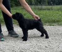 Giant Schnauzer Puppies for sale in Harrisonville, MO 64701, USA. price: $2,000