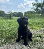 Giant Schnauzer Puppies for sale in Harrisonville, MO 64701, USA. price: $3,000
