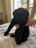 Giant Schnauzer Puppies for sale in Atlanta, TX, USA. price: $1,800
