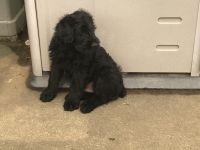 Giant Schnauzer Puppies for sale in Wooster, OH 44691, USA. price: $800