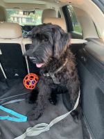 Giant Schnauzer Puppies for sale in Roseville, MI 48066, USA. price: $1,300