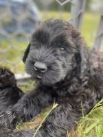 Giant Schnauzer Puppies for sale in Hawthorne, NJ 07506, USA. price: $3,000