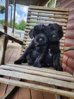 Giant Schnauzer Puppies for sale in KY-53, Shelbyville, KY, USA. price: $1,500