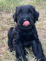 Giant Schnauzer Puppies for sale in Mission, TX, USA. price: NA