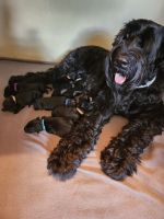 Giant Schnauzer Puppies for sale in Tamaqua, PA, USA. price: $2,550