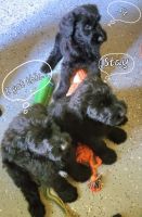 Giant Schnauzer Puppies for sale in Huntsville, TX 77320, USA. price: $2,500