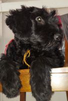 Giant Schnauzer Puppies for sale in Jurupa Valley, CA, USA. price: $1,200