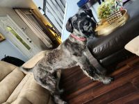 Giant Schnauzer Puppies for sale in Butler, NJ 07405, USA. price: $100