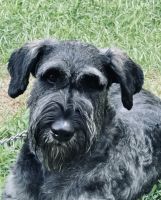 Giant Schnauzer Puppies for sale in Goldsboro, NC 27534, USA. price: $200,000