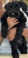 Giant Schnauzer Puppies for sale in Las Vegas, NV, USA. price: $2,000