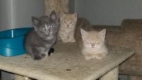 Ginger Tabby Cats for sale in Pittsburgh, PA, USA. price: NA
