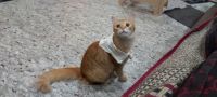 Ginger Tabby Cats Photos