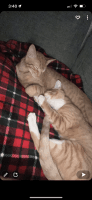 Ginger Tabby Cats for sale in Belle Chasse, LA, USA. price: NA