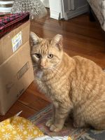 Ginger Tabby Cats for sale in Hudson, MI 49247, USA. price: NA