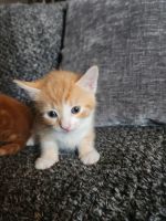 Ginger Tabby Cats for sale in Albuquerque, NM, USA. price: NA