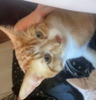 Ginger Tabby Cats for sale in Syracuse, NY, USA. price: NA