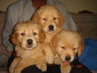 Glen of Imaal Terrier Puppies for sale in Fort Worth, TX, USA. price: NA