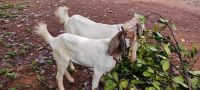 Goat Animals for sale in Athirampuzha, Kerala, India. price: 12000 INR