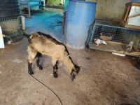 Goat Animals for sale in Paivalike, Kerala 671322, India. price: 5500 INR