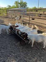 Goat Animals for sale in San Angelo, TX, USA. price: NA