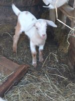 Goat Animals for sale in Savannah, NY 13146, USA. price: NA