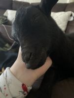 Goat Animals for sale in Nampa, ID, USA. price: NA
