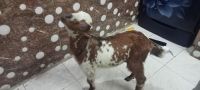 Goat Animals for sale in Mumbai Central, Mumbai, Maharashtra, India. price: 7000 INR