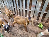 Goat Animals for sale in Gladys, VA 24554, USA. price: NA