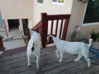 Goat Animals for sale in Whittier, CA 90603, USA. price: NA